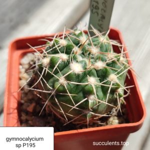 gymnocalycium sp P195