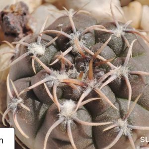 gymnocalycium albiorelatum