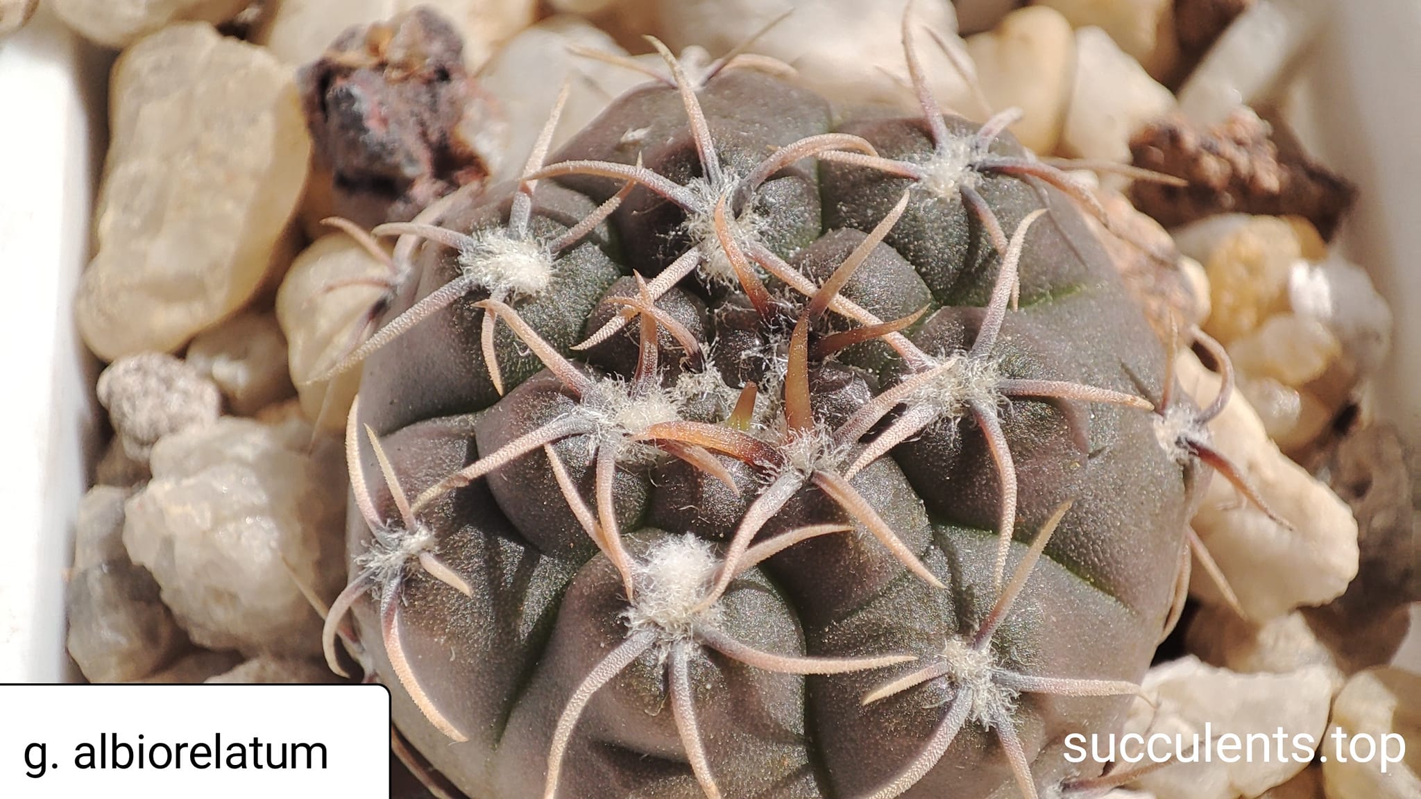 gymnocalycium albiorelatum