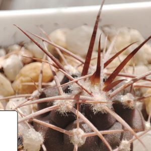 gymnocalycium mazanenze polycephalum PC271
