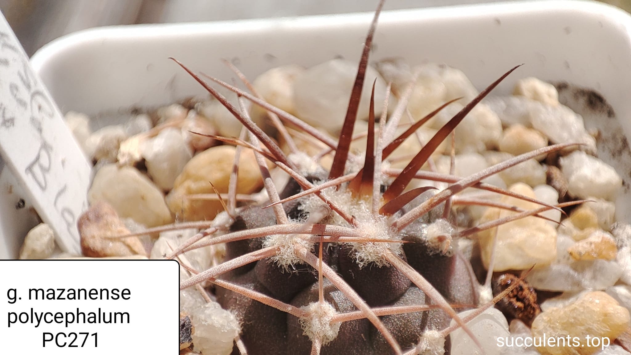 gymnocalycium mazanenze polycephalum PC271