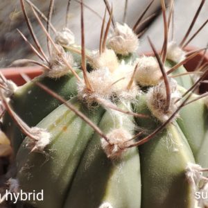 astrophytum hybrid