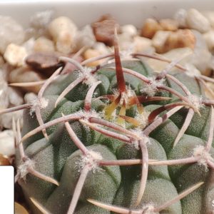 gymnocalycium vatteri v. altautinense