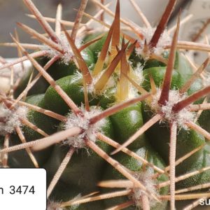 gymnocalycium horridispinum 3474