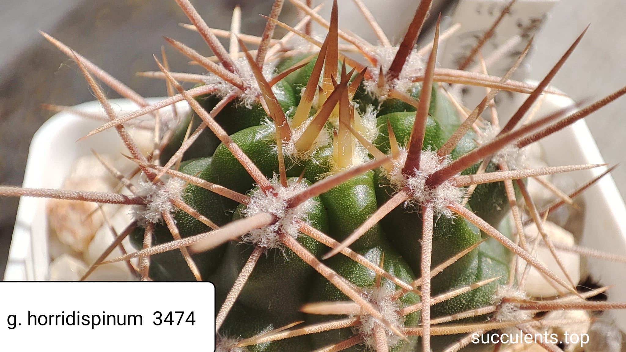 gymnocalycium horridispinum 3474