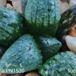haworthia comptoniana pn1530