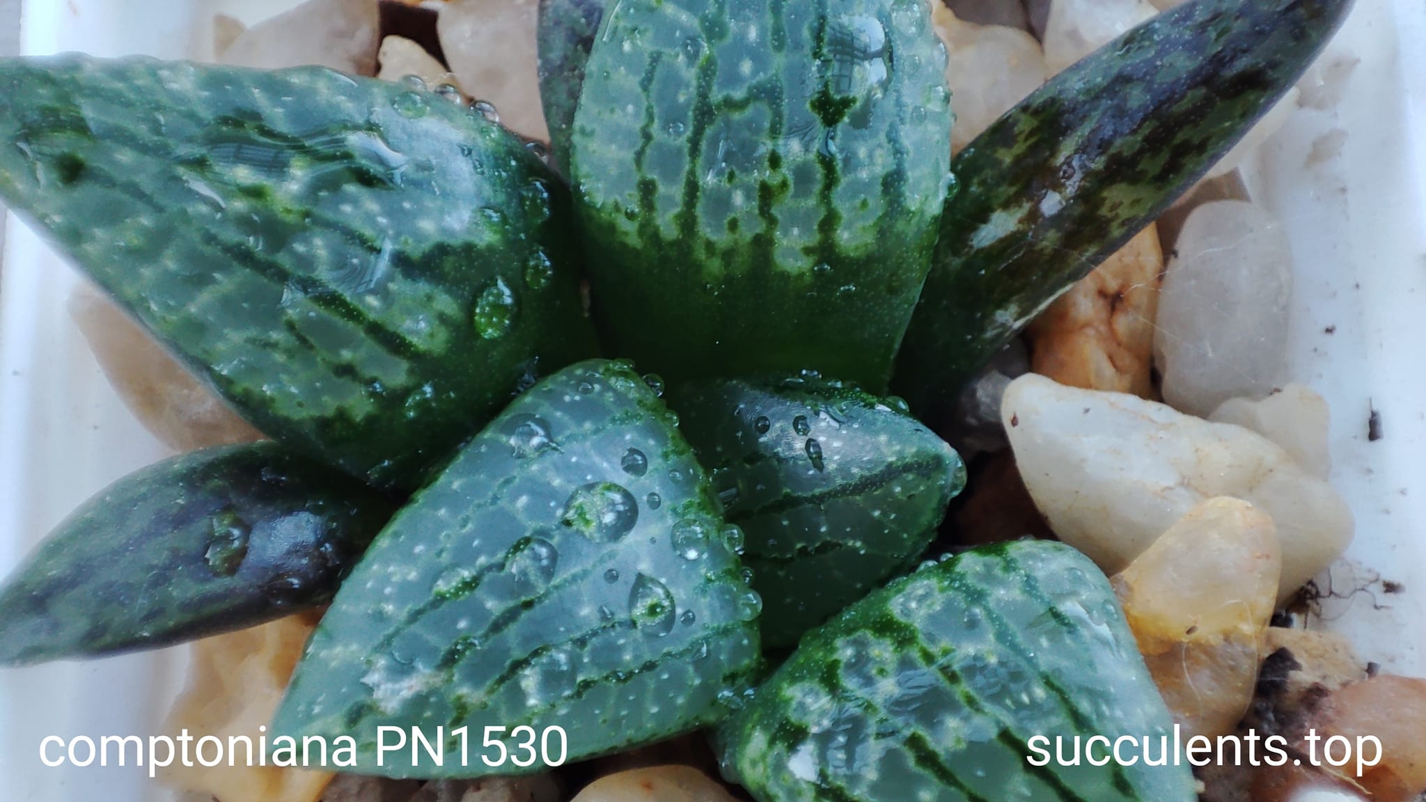 haworthia comptoniana pn1530