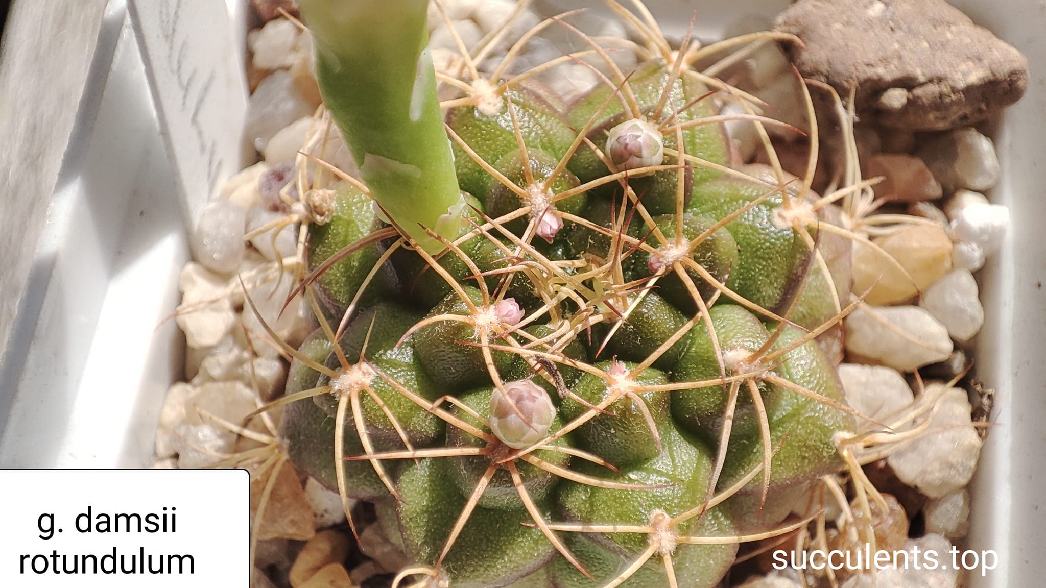 gymnocalycium damsii v. rotundulum