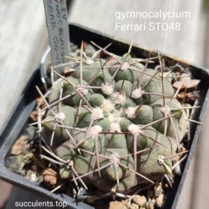 gymnocalycim ferrari STO 48