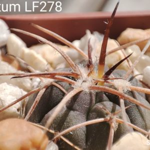 gymnocalycium armatum LF271