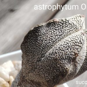 astrophytum cv Onzuca