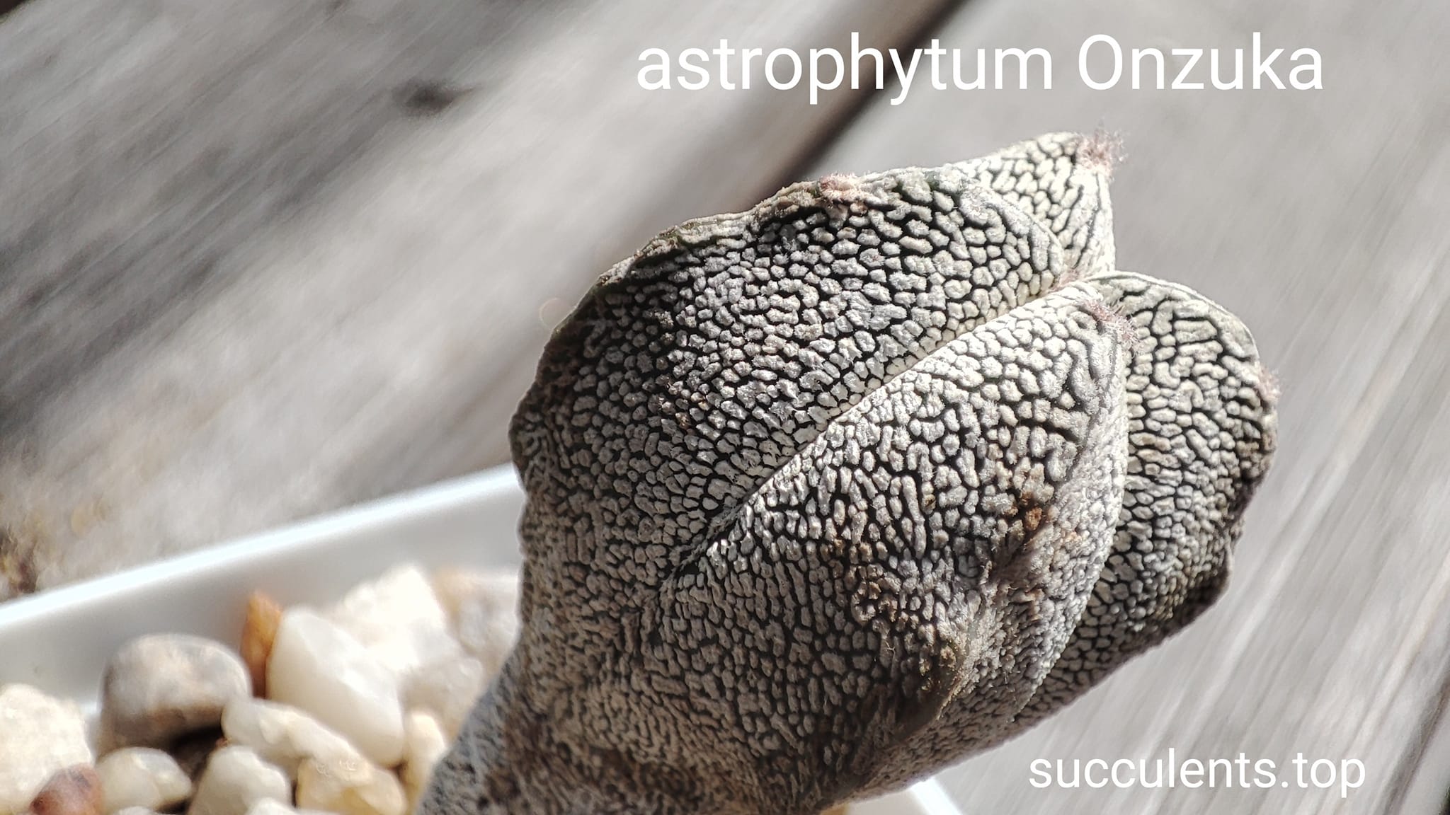 astrophytum cv Onzuca