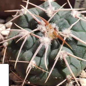 gymnocalycium intertextum v. moserianum MT08-400