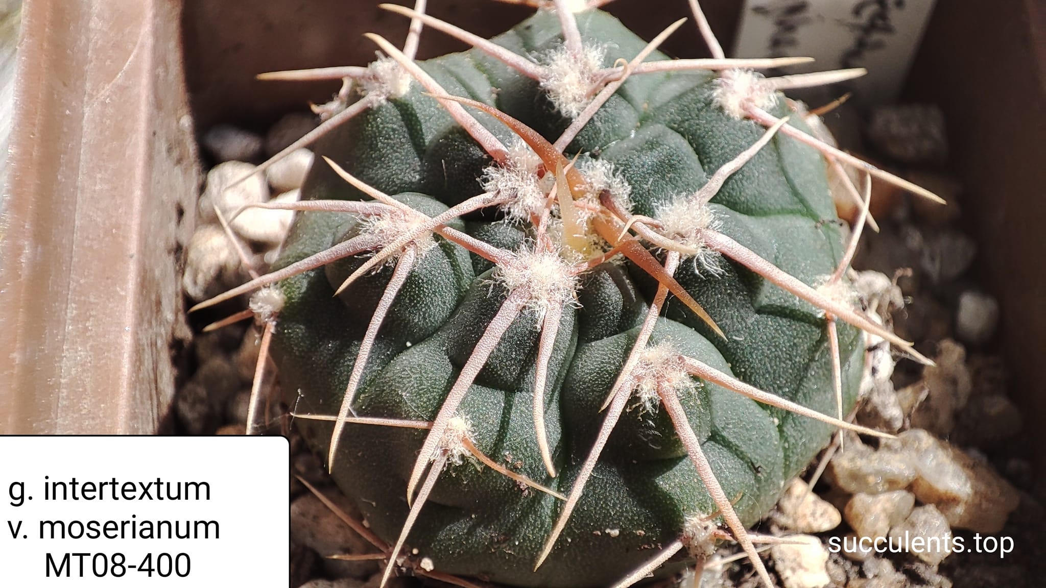 gymnocalycium intertextum v. moserianum MT08-400