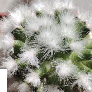 mammilaria bocasana v. multilanata