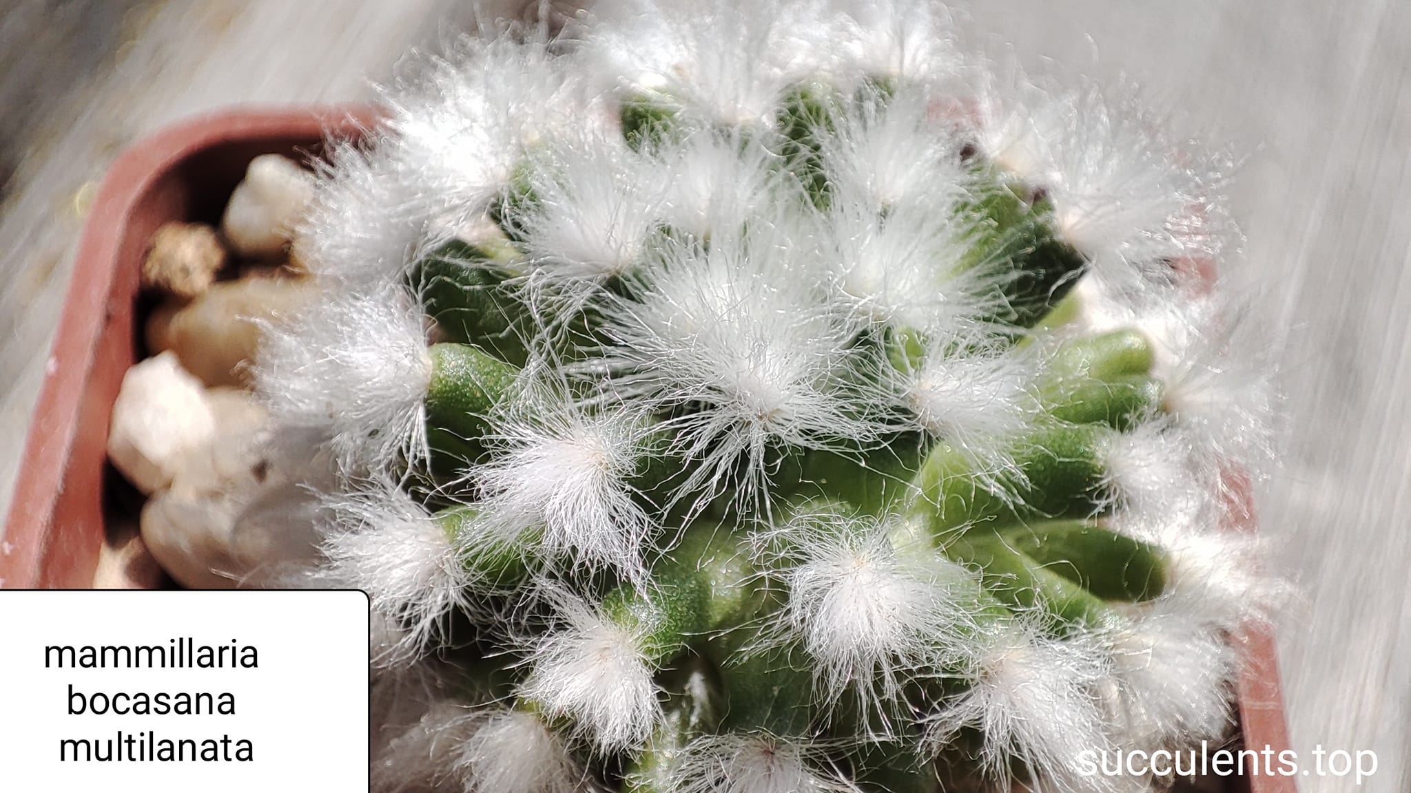 mammilaria bocasana v. multilanata