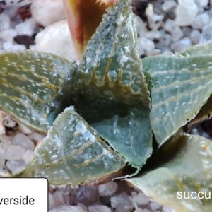 haworthia magnifica Riverside