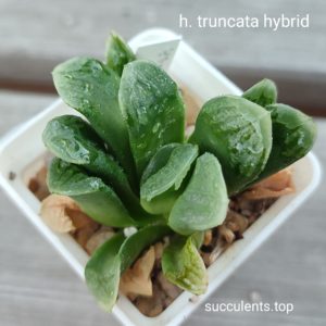 haworthia truncata hybrid
