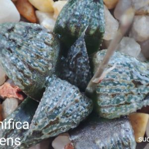 haworthia magnifica splendens selection
