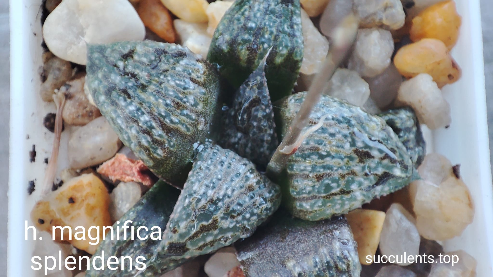 haworthia magnifica splendens selection