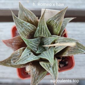 haworthia ROMEO x haw