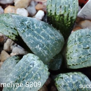haworthia emelyae S309