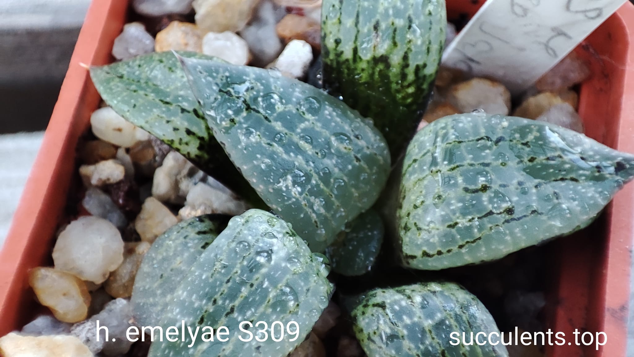 haworthia emelyae S309