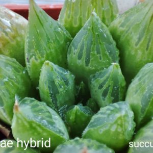 haworthia emelyae hybrid