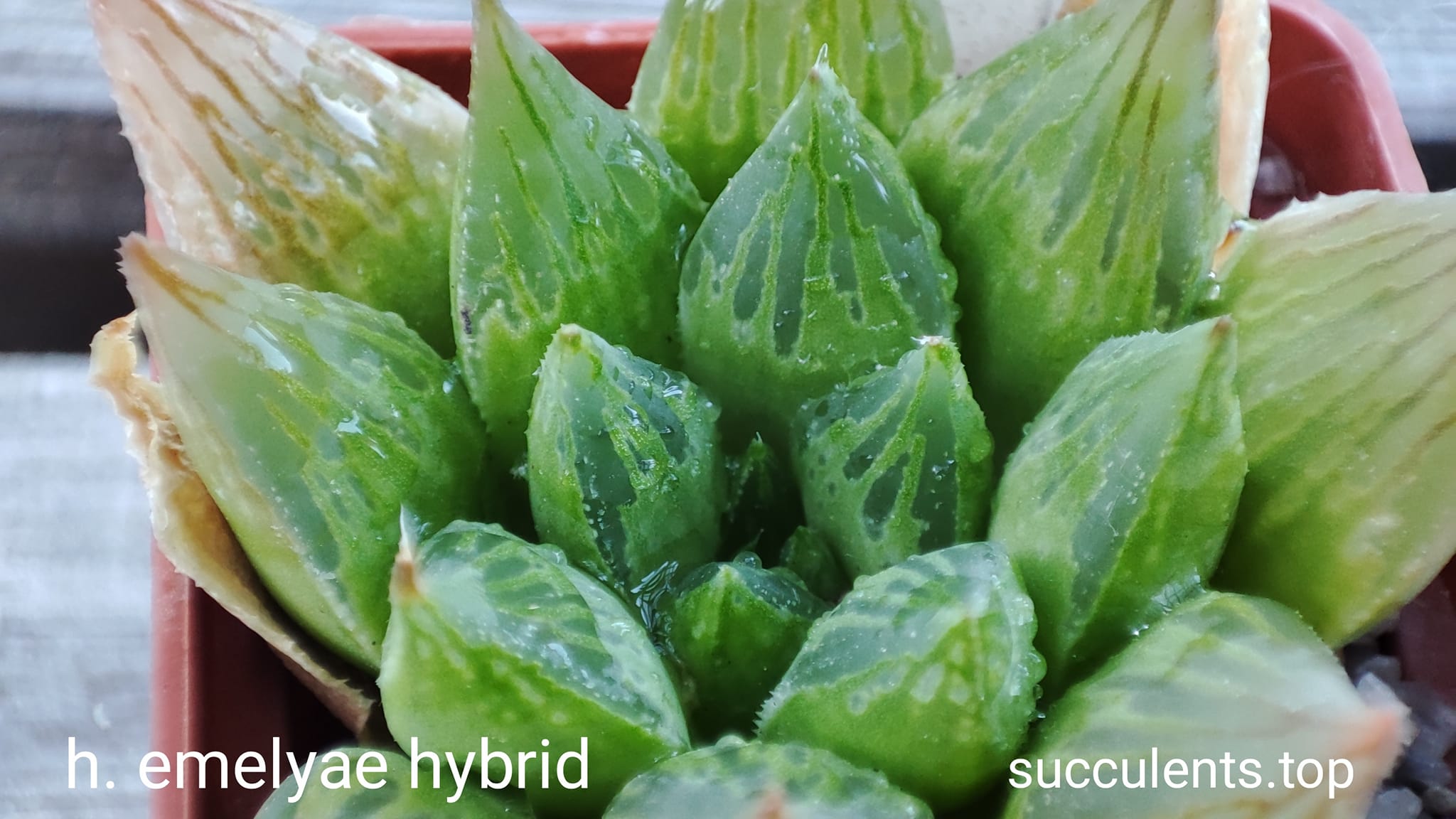 haworthia emelyae hybrid