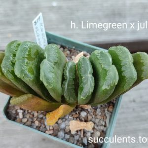 haworthia limegreen x Julia