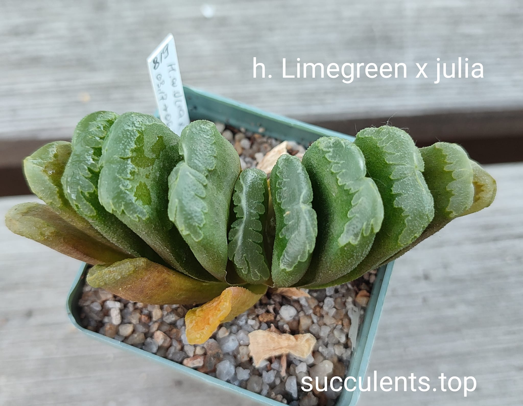 haworthia limegreen x Julia