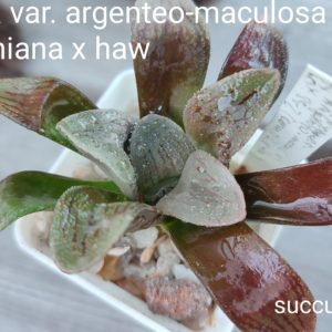 haworthia argenteo-maculosa x comptoniana x haw