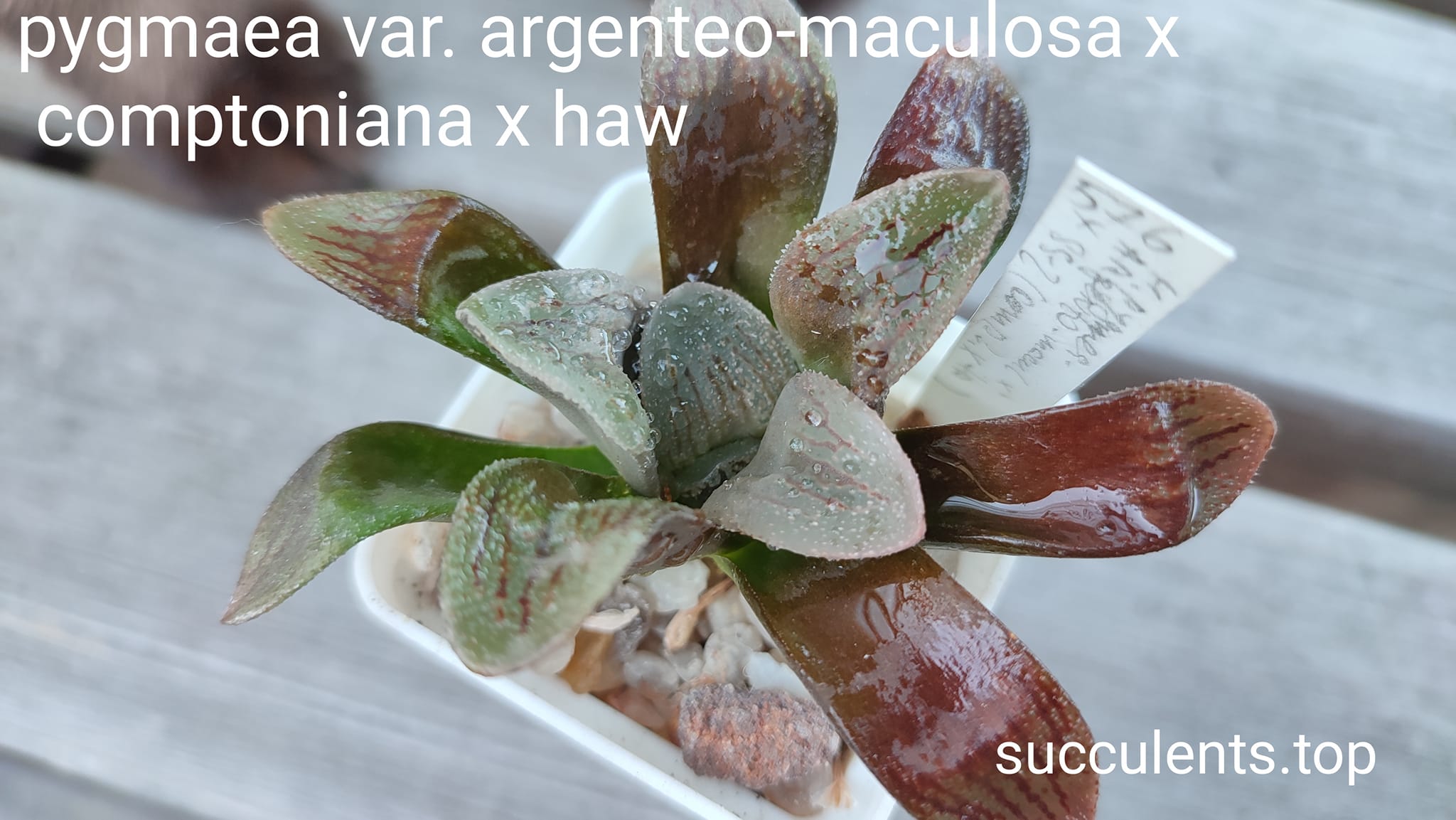haworthia argenteo-maculosa x comptoniana x haw