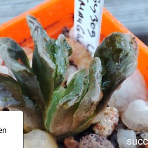 haworthia SY309 limegreen x maughanii