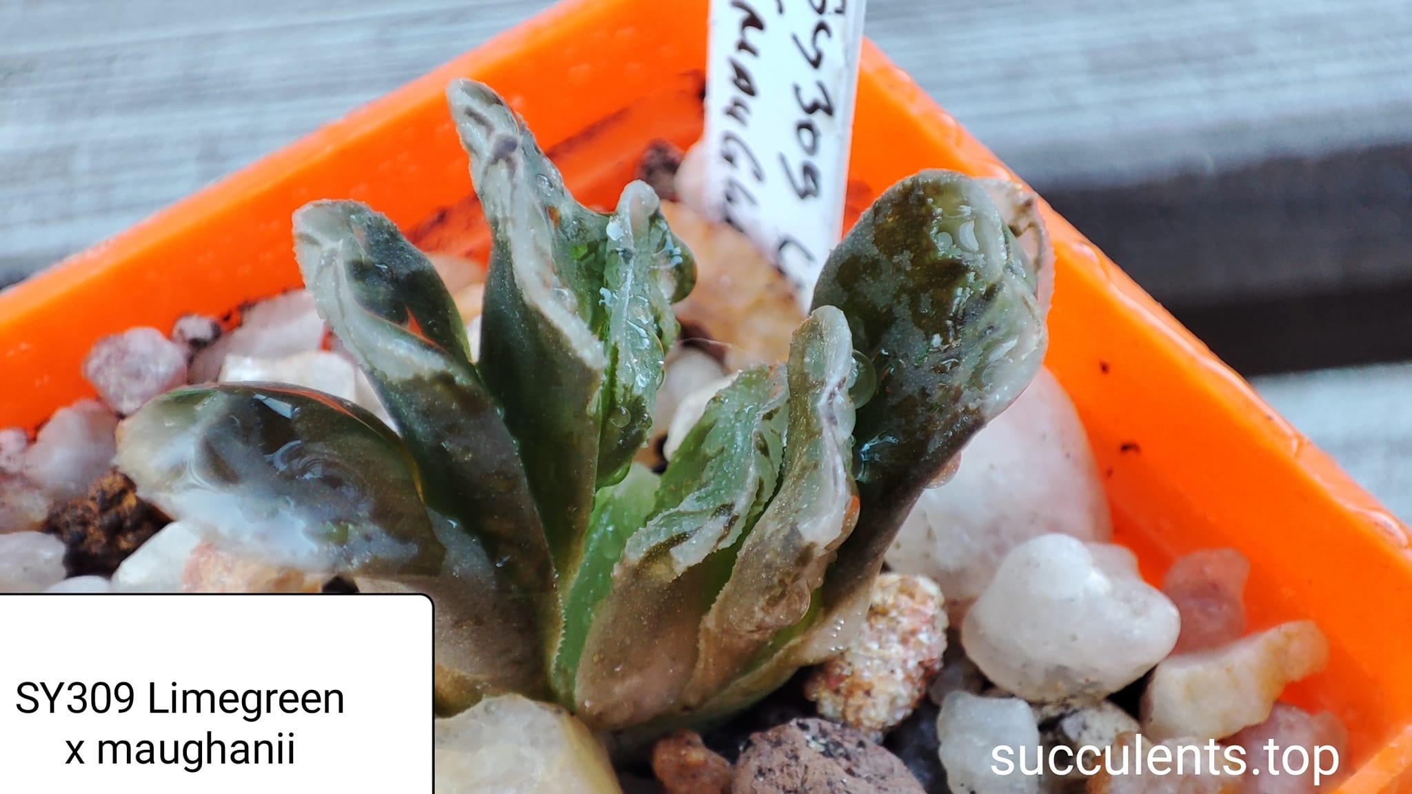 haworthia SY309 limegreen x maughanii
