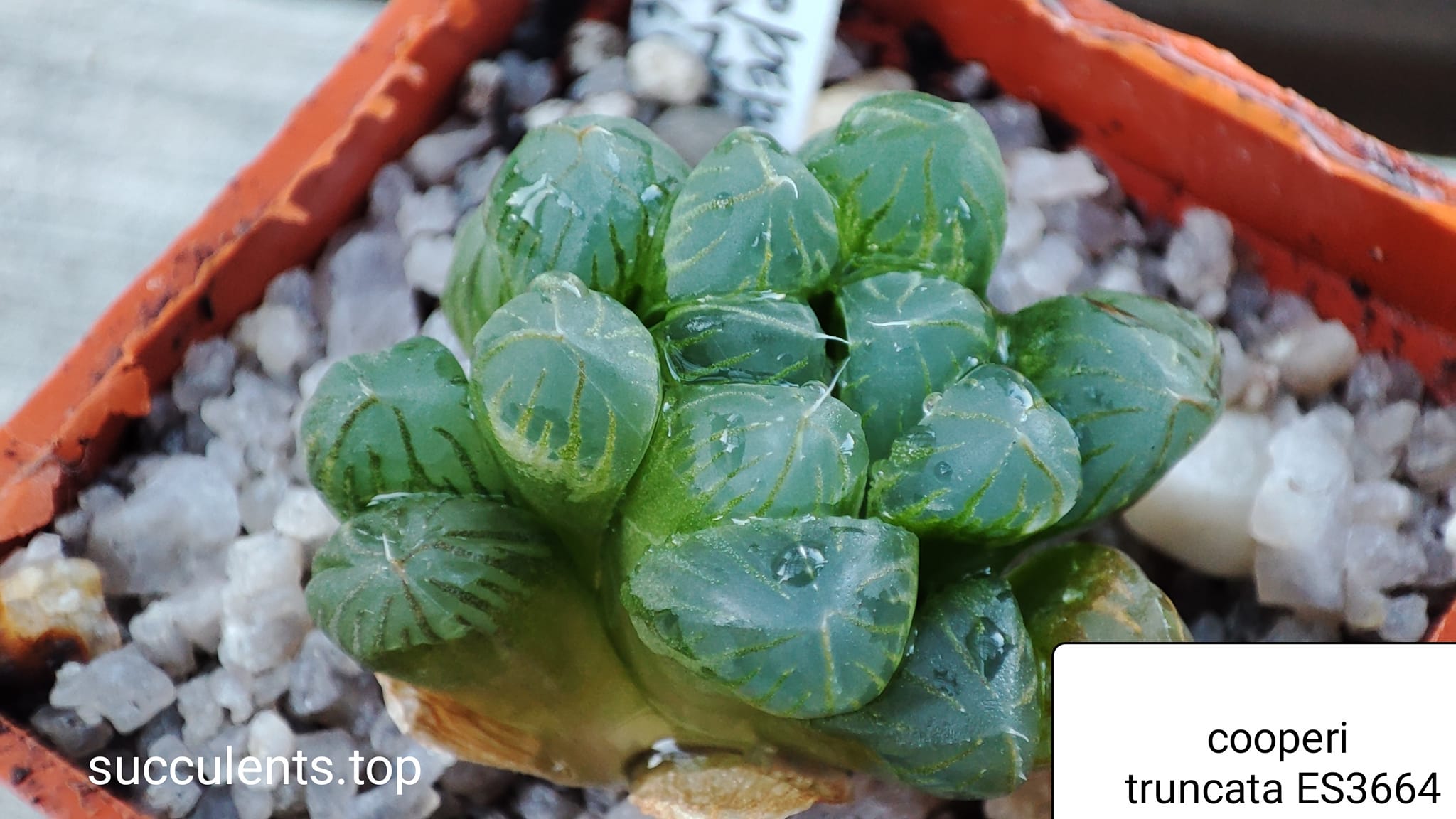 haworthia cooperi truncata ES3664