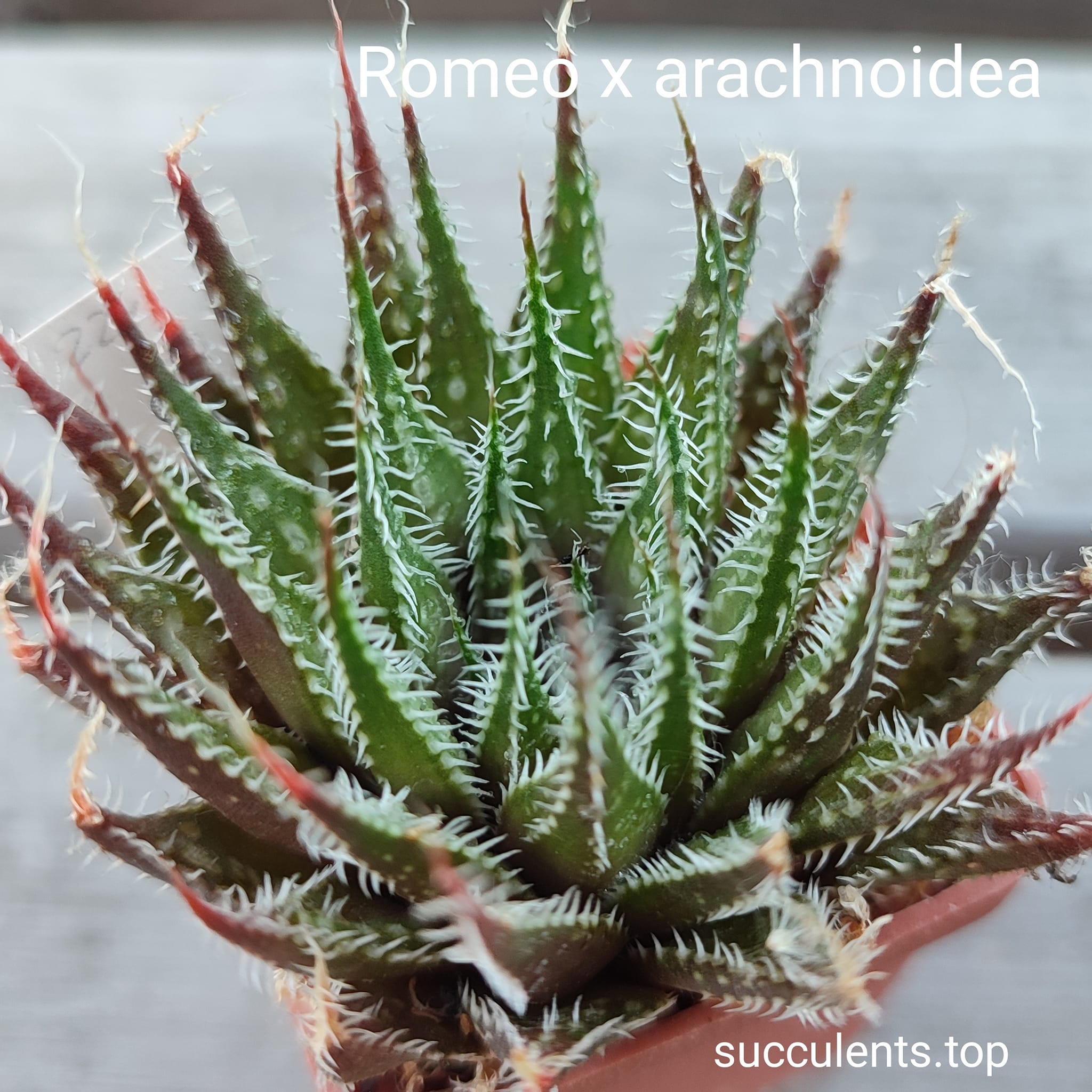 haworthia cv Romeo x arachnoidea