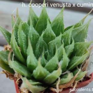 haworthia cooperi venusta x cumingii