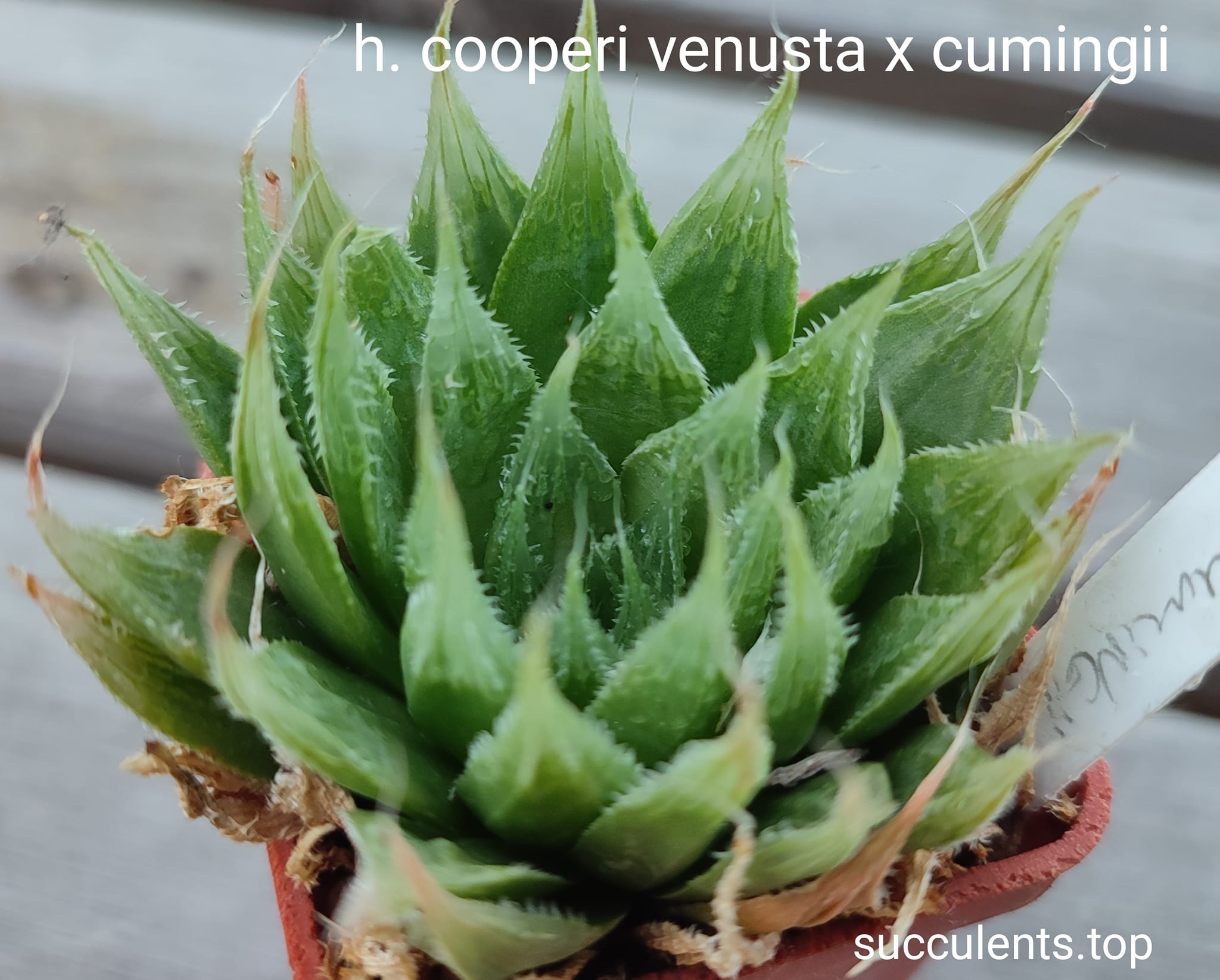 haworthia cooperi venusta x cumingii