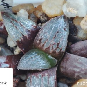 haworthia springbokvlakensis x comptoniana x haw