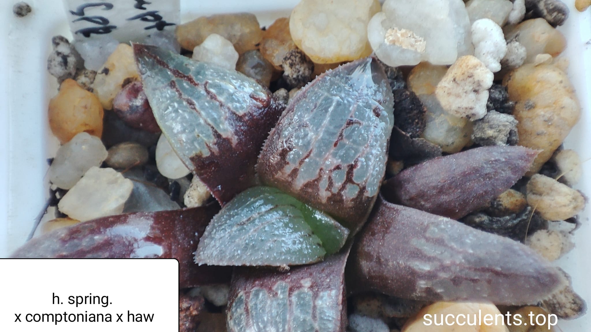 haworthia springbokvlakensis x comptoniana x haw