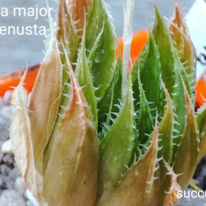 haworthia magnifica major x cooperi venusta x haw