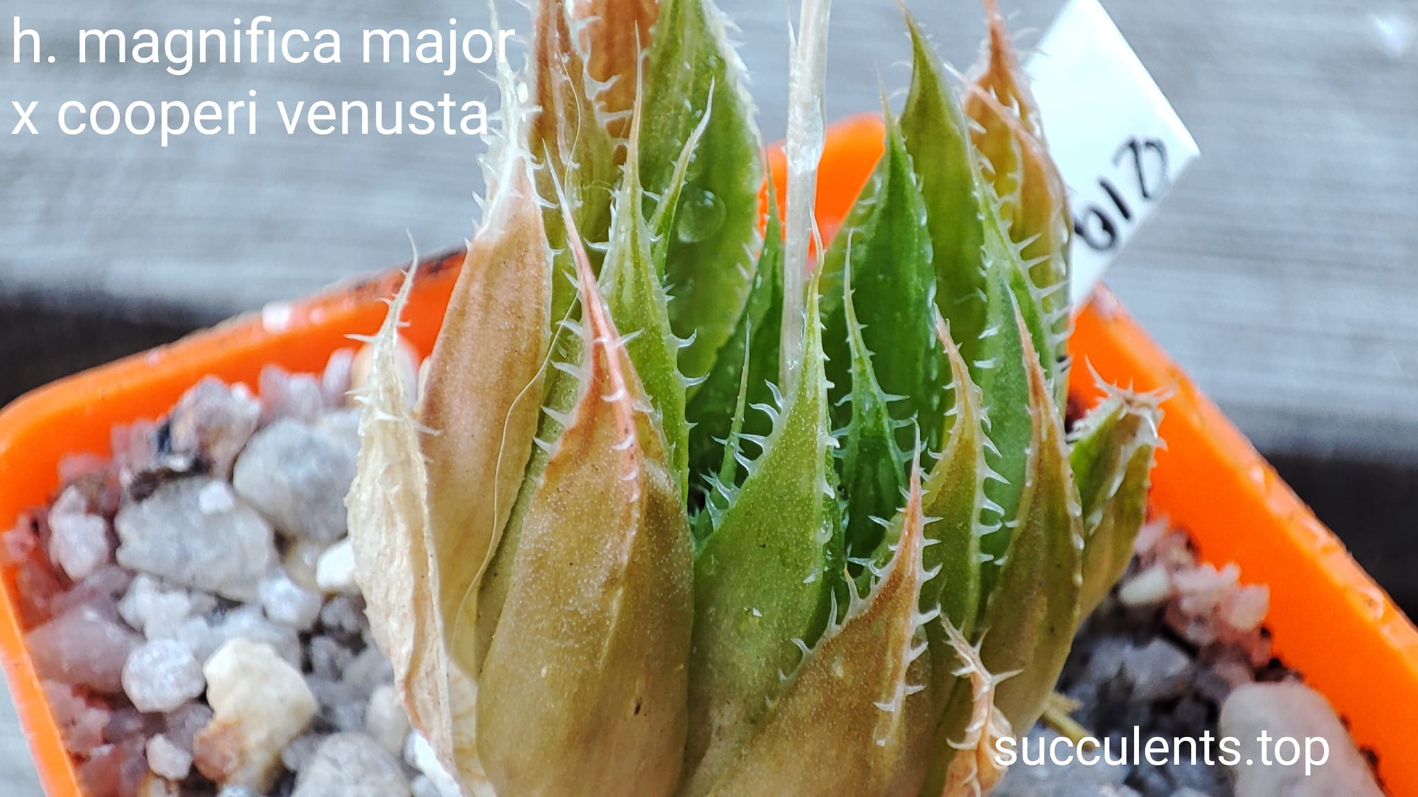 haworthia magnifica major x cooperi venusta x haw