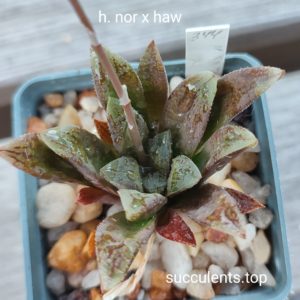 haworthia NOR x haw