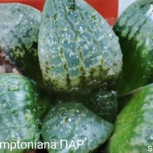 haworthia comptoniana ПАР