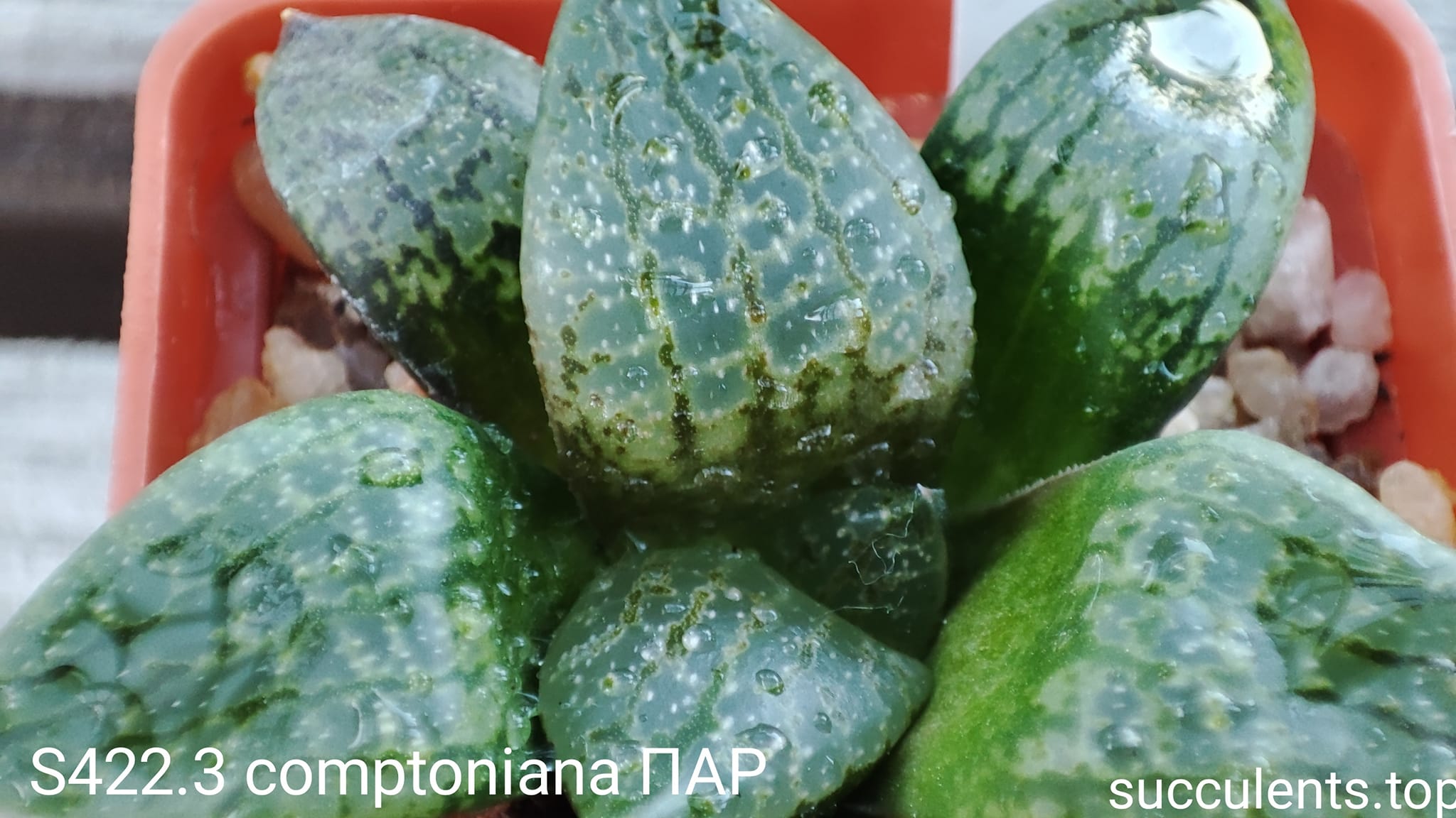 haworthia comptoniana ПАР