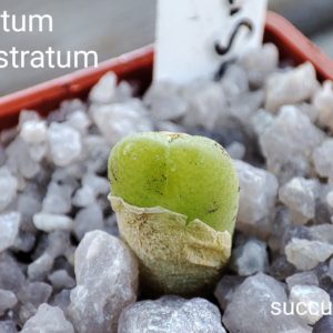 conophytum subfenestratum