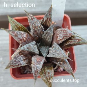 haworthia selection
