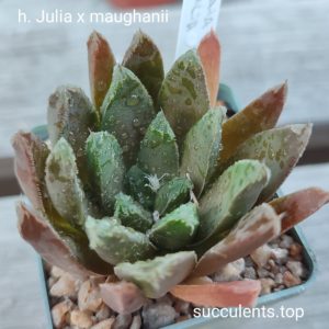 haworthia Julia x maughanii