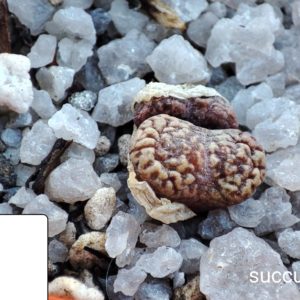 conophytum pellucidum COP240